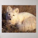 Search for arctic fox art Fauna