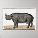 Search for diceros Rhino