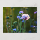 Search for green grass postcards Field