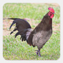 Search for rooster hen stickers Bird