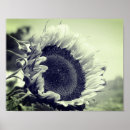Search for black white sunflower art Photography