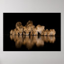 Search for lion posters Animal