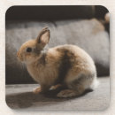 Search for dwarf coasters Rabbit