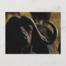 Search for big five postcards Wild