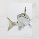 Search for catfish postcards Animal