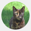Search for tortoiseshell cat stickers Feline