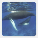 Search for archipelago stickers Animal