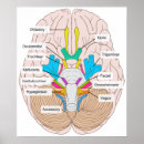Search for brain diagram posters Science