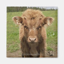 Search for cattle magnets Scotland