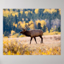 Search for rocky mountain national park posters Elk