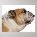 Search for side view posters Domestic animals