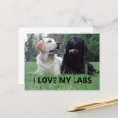 Search for cute chocolate lab puppy postcards Labrador retriever