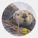 Search for bay photography Wildlife