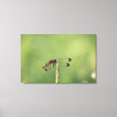 Search for grass canvas prints Insect