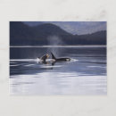 Search for whale postcards Orcas