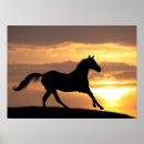 Search for two black horses posters Equine