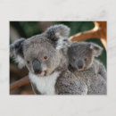 Search for koala baby postcards Bear