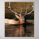 Search for cervus posters Bugling