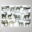 Search for hoof posters English