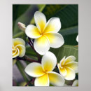Search for frangipani posters Plant