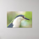 Search for night heron Photography