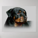 Search for rotty posters Puppies