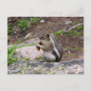 Search for cheeky postcards Chipmunk