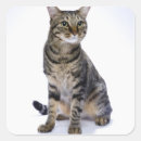 Search for cat background stickers Cute