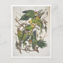 Search for birds of america postcards Illustration