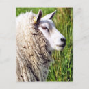 Search for ewe postcards Farming