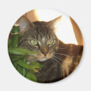 Search for pretty kitty magnets Sweet