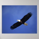 Search for alaska eagle art Wildlife