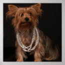Search for yorkies posters Yorkshire terrier