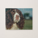 Search for springer spaniel puzzles Dog