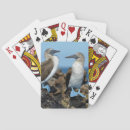 Search for bird playing cards Avian