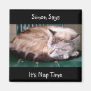 Search for napping magnets Cat
