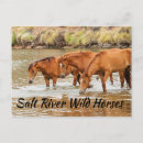 Search for mammals postcards Equine