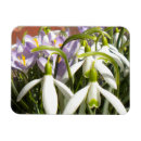 Search for easter photography Crocus