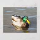 Search for dabble postcards Duck