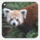 Search for red panda stickers Asia