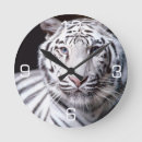 Search for bengals photography White bengal tiger