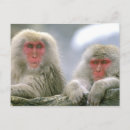Search for japanese snow monkeys postcards Nagano