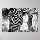 Search for zebra head posters Safari