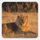 Search for okavango delta stickers Lion