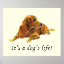 Search for funny golden retriever posters Dog