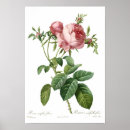 Search for redoute posters Vintage