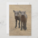 Search for provinces cards Animal wildlife