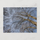 Search for trees design postcards Usa