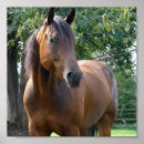 Search for bay thoroughbred art Equine
