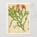 Search for vintage botanical print postcards Tropical